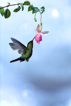 Fiery-throated hummingbird drinking nectar from flower