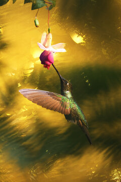 Fiery-throated hummingbird in golden floral blur