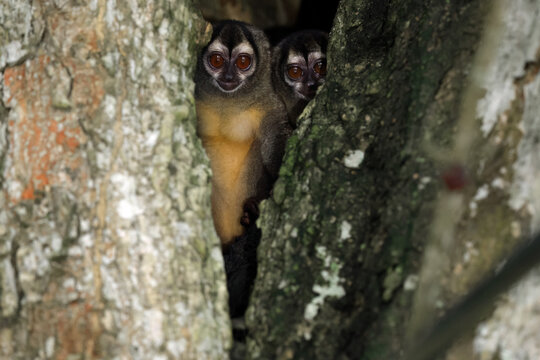 Chocoan night monkeys peeking from a tree in Panama