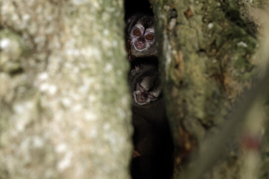 Panamanian night monkey peeking through tree crevice