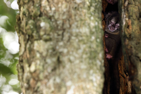 Chocoan night monkey nestled in a tree crevice