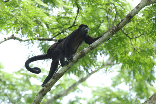 Howler monkey in the lush forests of Panama