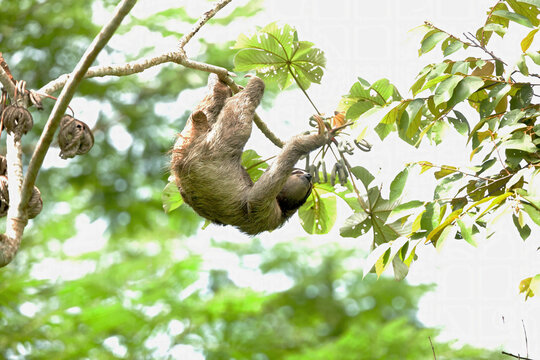 Three-toed sloth in its natural Panamanian habitat