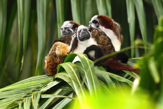 Group of tamarin and titi monkeys in lush foliage