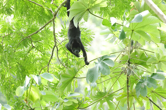 Howler monkey in Panama rainforest canopy