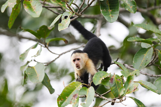 Capuchin monkey in a Panamanian tree