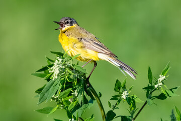 Yellow Wagtail Bird Sitting On Branch