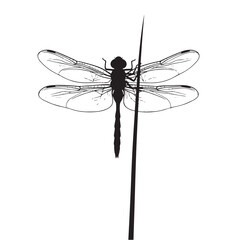 Silhouette of a dragonfly on a reed at dusk