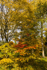 Obraz premium Sunlight filtering through golden and red maple leaves during the autumn season