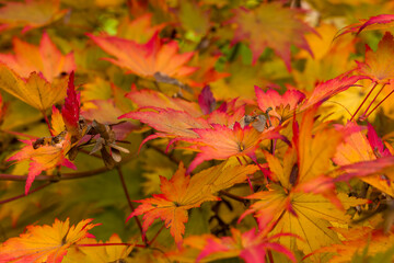 Close-up of colorful Acer palmatum foliage at Westonbirt Arboretum in England