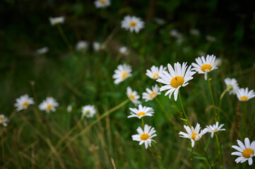 Chamomile flowers in the mountain with green grass.