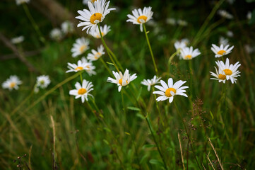 Chamomile flowers in the mountain with green grass.