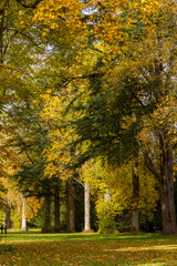 Fototapeta premium Golden and green leaves on tall trees in an English arboretum during autumn