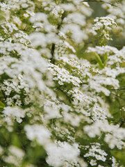 Flowering shrub in garden