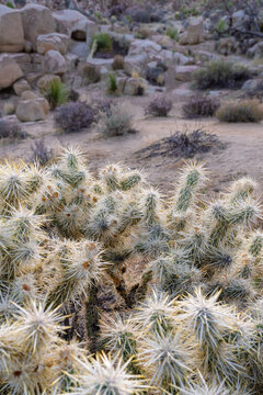Desert landscape with cholla cactus in focus