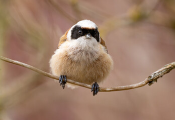 Eurasian Penduline Tit Bird © tan4ikk
