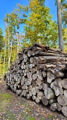 firewood stacked in the forest