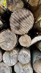 Fototapeta premium firewood stacked in the forest
