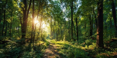 Obraz premium Forest Landscape with Sun Rays Piercing Through Trees, Serene Nature Scene