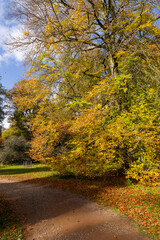 Obraz premium Beautiful autumn scene with colourful trees and fallen leaves on a sunny day