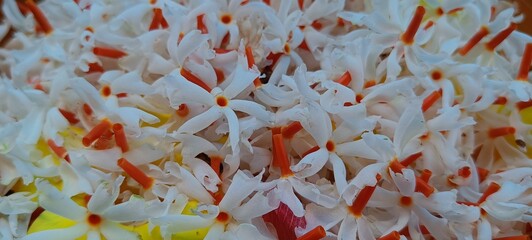 white fragrant night jasmine with green leaves