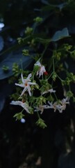 white fragrant night jasmine with green leaves