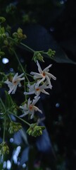 white fragrant night jasmine with green leaves