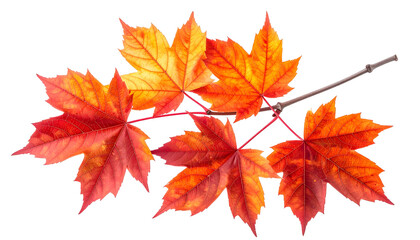 Fototapeta premium Branch of vibrant red-orange maple leaves against a stark black background