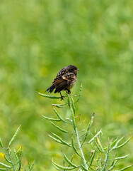 Baby European Stonechat Chirping And Hopping