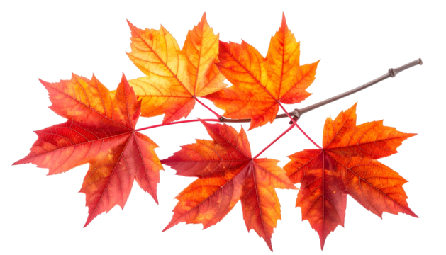 Branch of vibrant red-orange maple leaves against a stark black background
