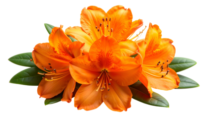 Vibrant orange flowers with green leaves on a transparent background, a beautiful floral display