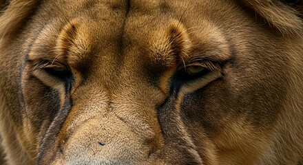 Close-up of a majestic lion's face, focused on the eyes and muzzle, showing detailed fur texture