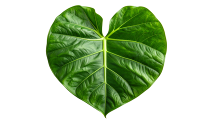 Close-up of a vibrant green heart-shaped leaf against a stark black background