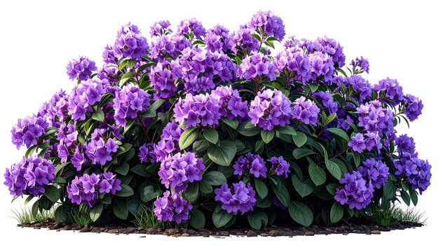 Dense bush of vibrant purple flowers and lush green leaves against a transparent background
