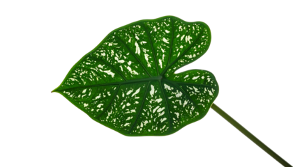 A single, heart-shaped leaf with white speckles on a dark background