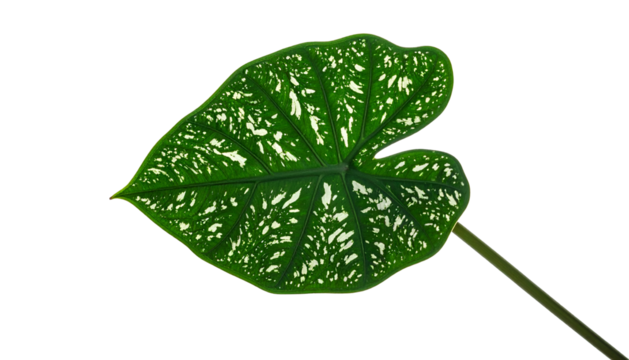 A single, heart-shaped leaf with white speckles on a dark background