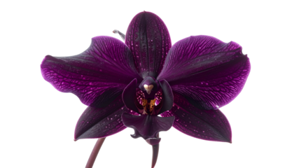 A close-up of a vibrant, dark purple orchid bloom against a stark black background