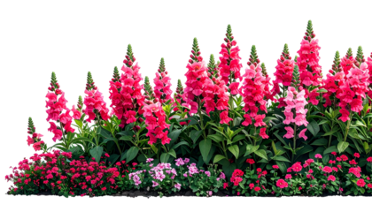 Vivid pink snapdragons and smaller flowers create a vibrant border against a black backdrop