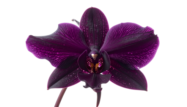 A close-up of a vibrant, dark purple orchid bloom against a stark black background