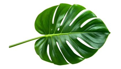Close-up of a vibrant, glossy, green tropical leaf with distinctive fenestrations