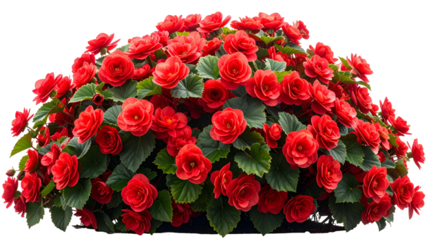 A vibrant, densely packed bush of red flowers with dark green leaves