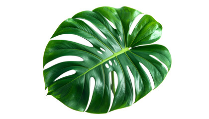 A vibrant, glossy, dark-green tropical leaf with fenestrations, isolated on black