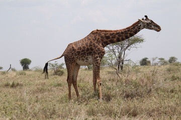 2025-09-07 Tanzania Serengeti National Park