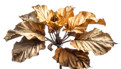 Close-up of large, golden-hued leaves emanating from a central stalk, isolated on black
