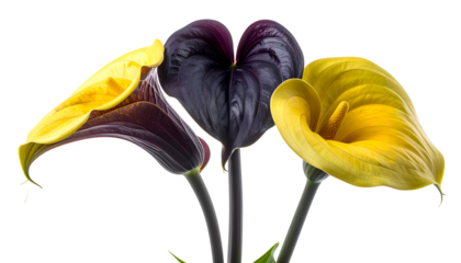 Three calla lilies in vibrant yellow, purple and gold, black background