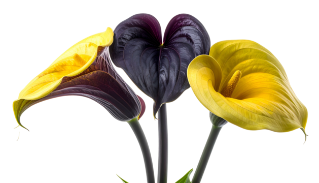 Three calla lilies in vibrant yellow, purple and gold, black background
