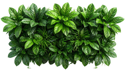Lush wall of varied green foliage, many leaf shapes, against a black background