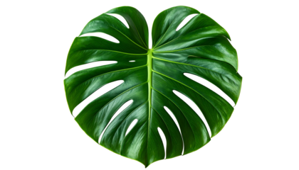 Lush, vibrant, isolated split-leaf philodendron with detailed veins against a black background