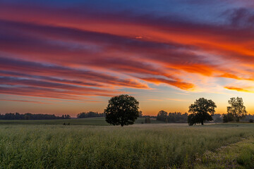 A blooming rapeseed field in a bright sunrise