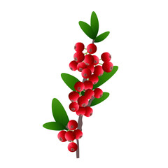 Buffaloberry Branch with Red Berries